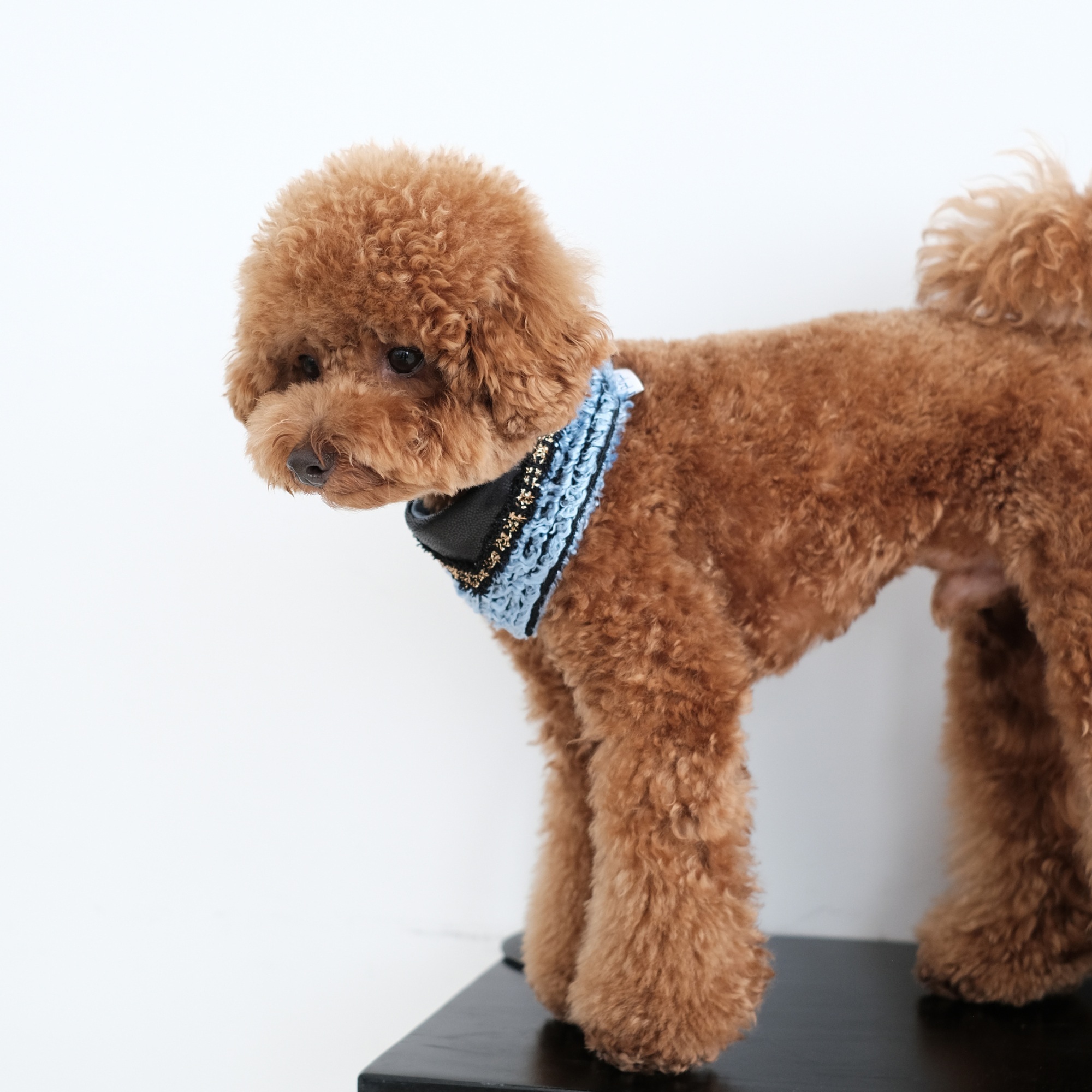 PuriPuri® 寵物領巾 - 藍色毛毛怪