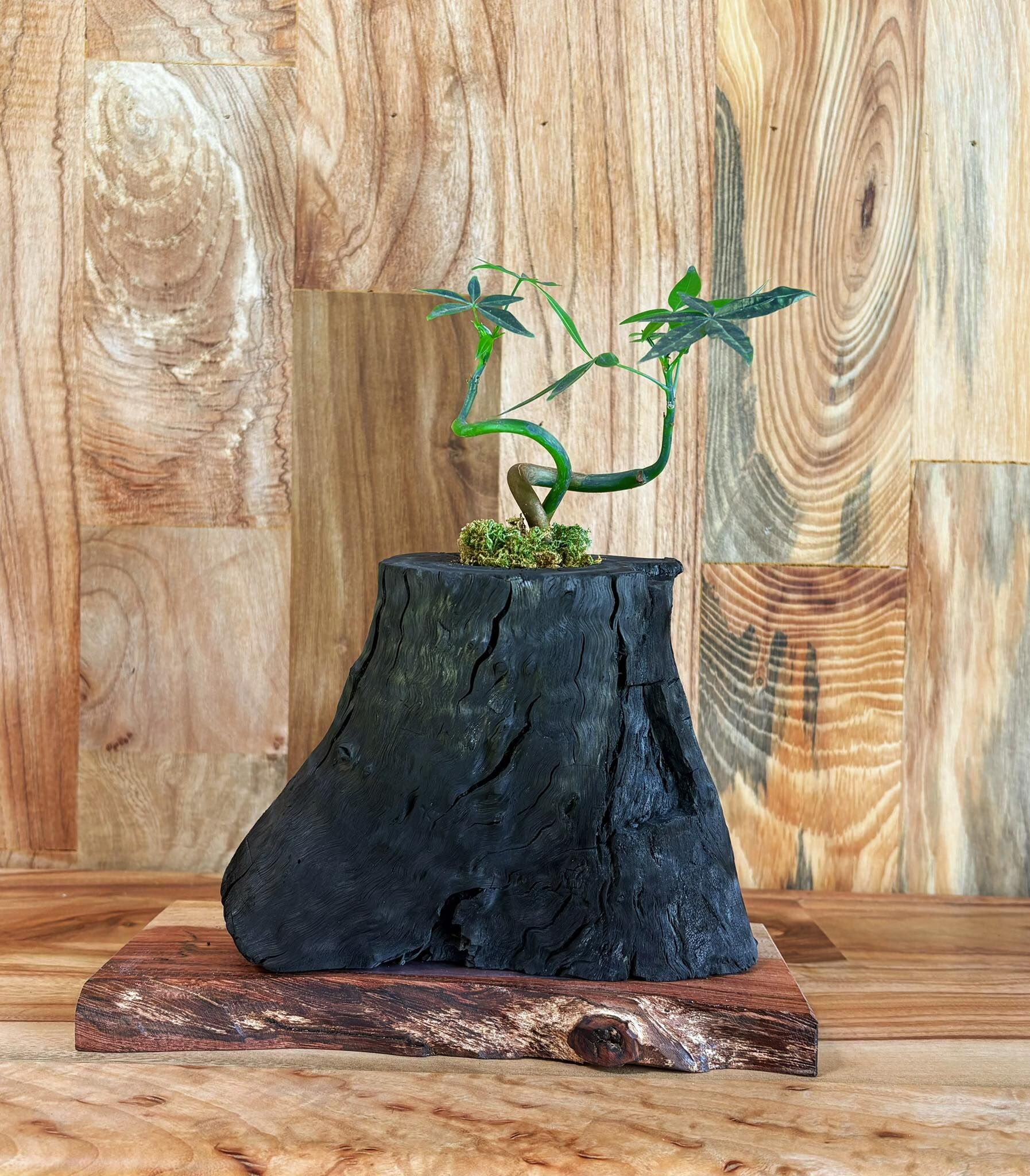 【1005專屬訂單 FB -姜韋卉 】REWOOD 龍眼炭盆栽 – 靜嶺