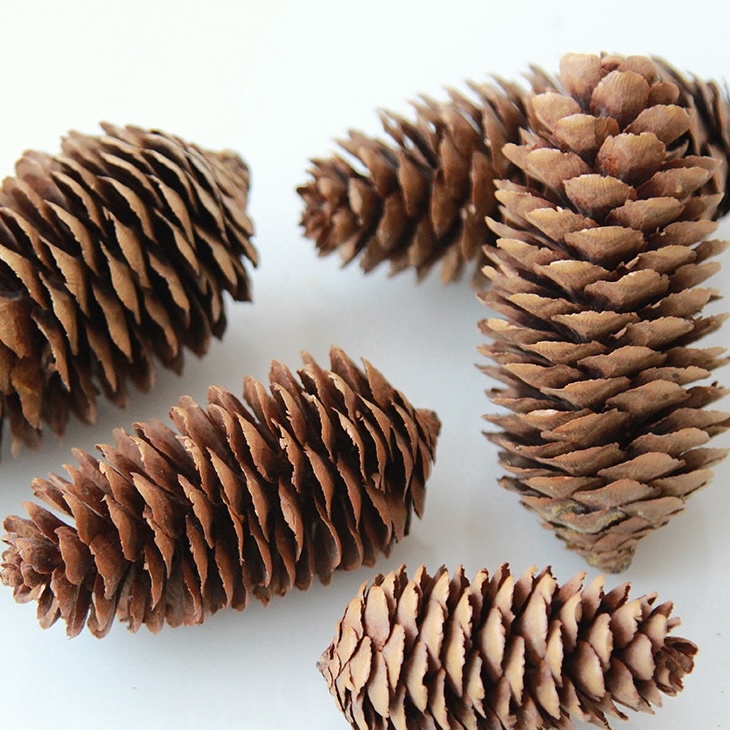 【台灣現貨速發】巨型松果｜11-20公分｜毬果 馬尾松 落羽松 聖誕樹裝飾 花圈裝飾乾燥花 乾燥素材