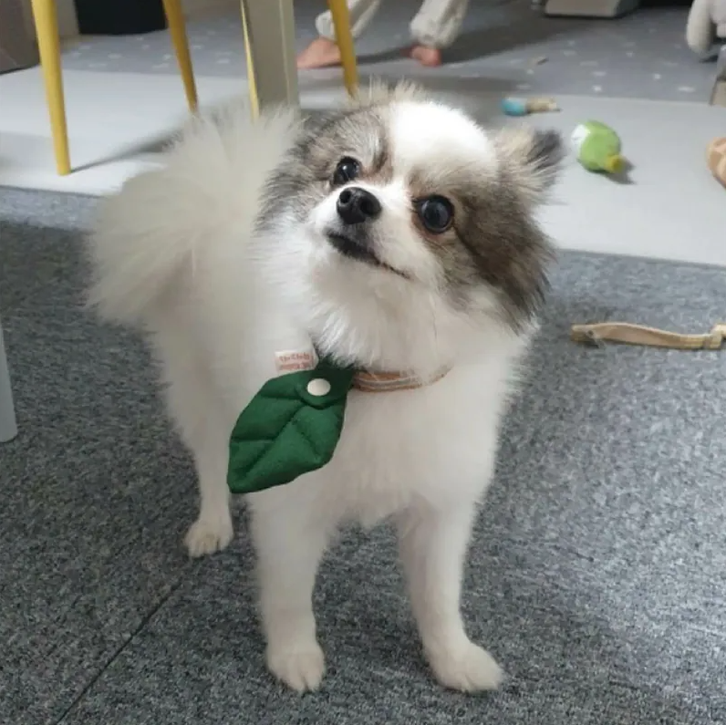 HIKOINU｜深綠幼葉 / 大葉