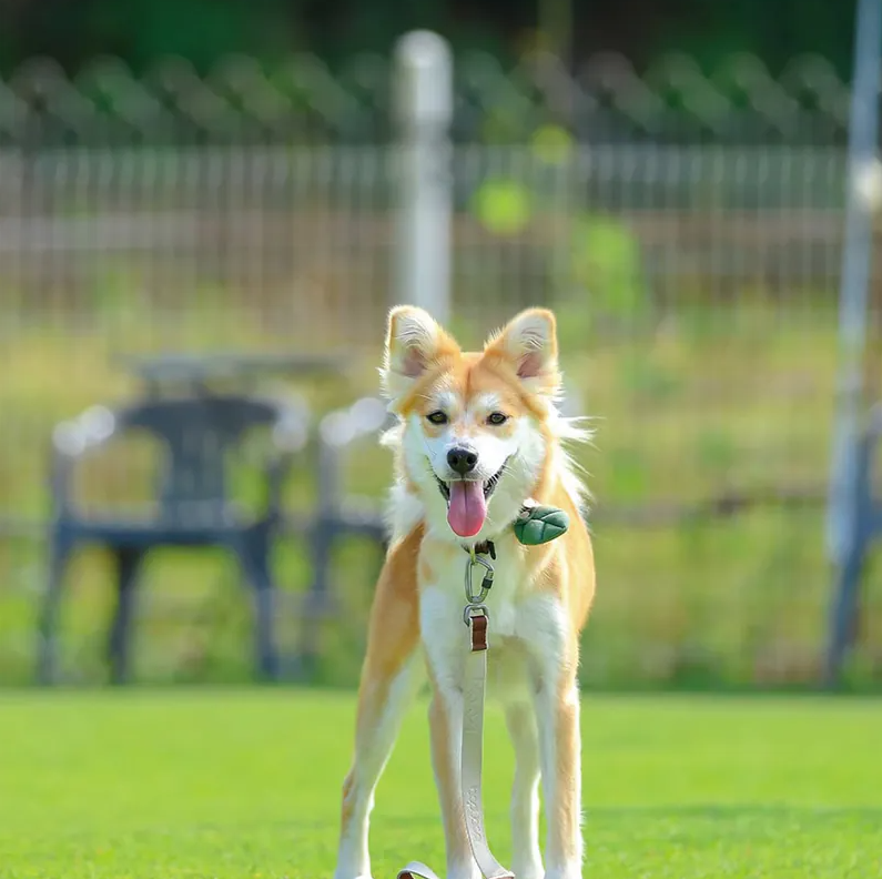 HIKOINU｜深綠幼葉 / 大葉