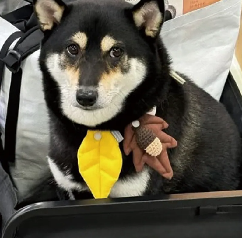 HIKOINU｜黃色大 / 小葉