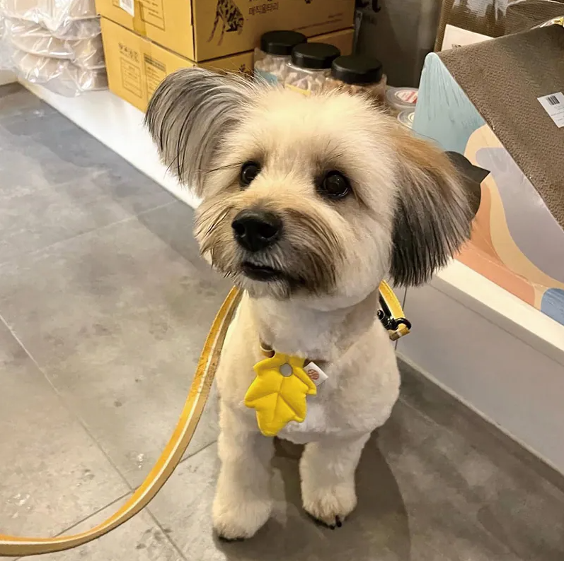 HIKOINU｜黃色大 / 小葉