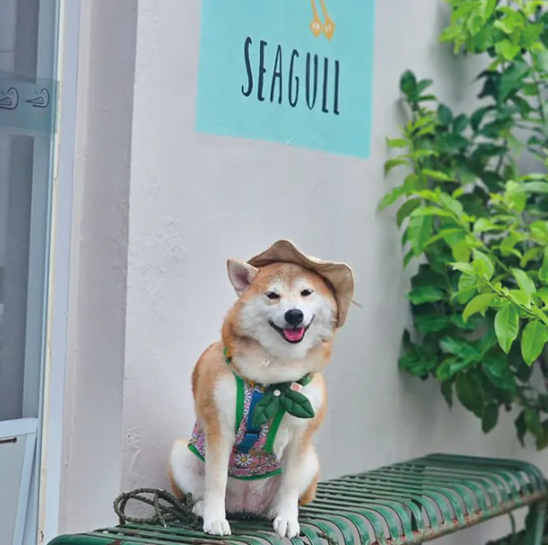 HIKOINU｜深綠雙葉