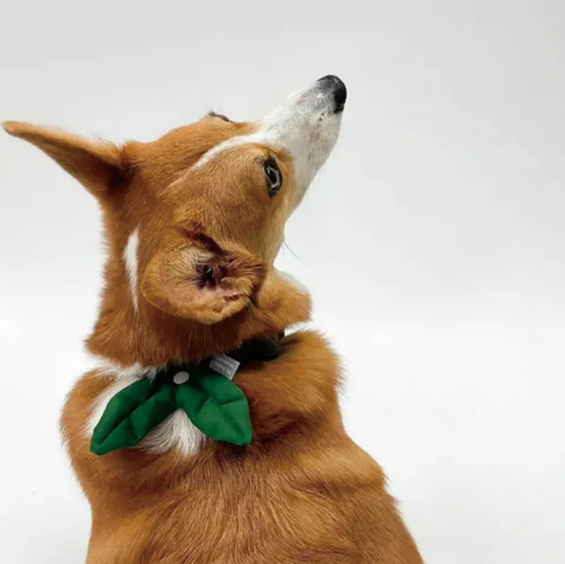 HIKOINU｜深綠雙葉