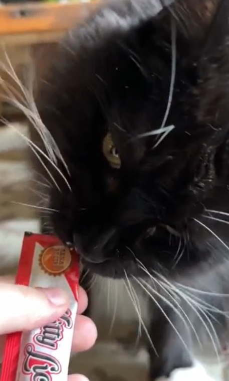 泰國Rena's Recipe Kitty Licks 雞肉 貓肉醬零食15gx4大支