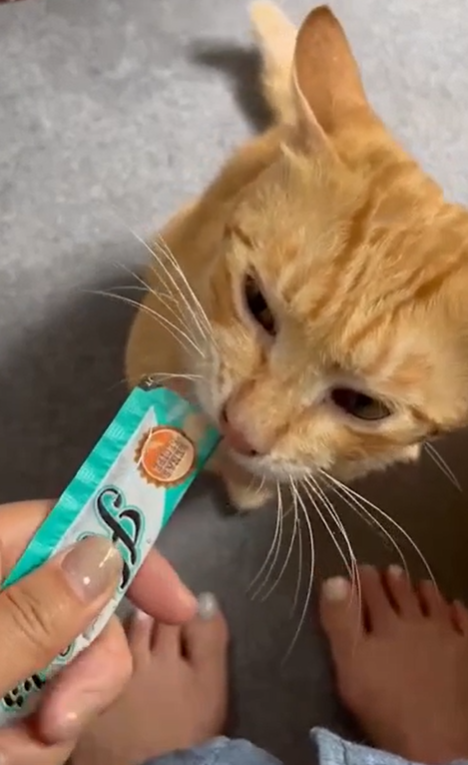 泰國Rena's Recipe Kitty Licks 吞拿魚 貓肉醬零食15gx4大支