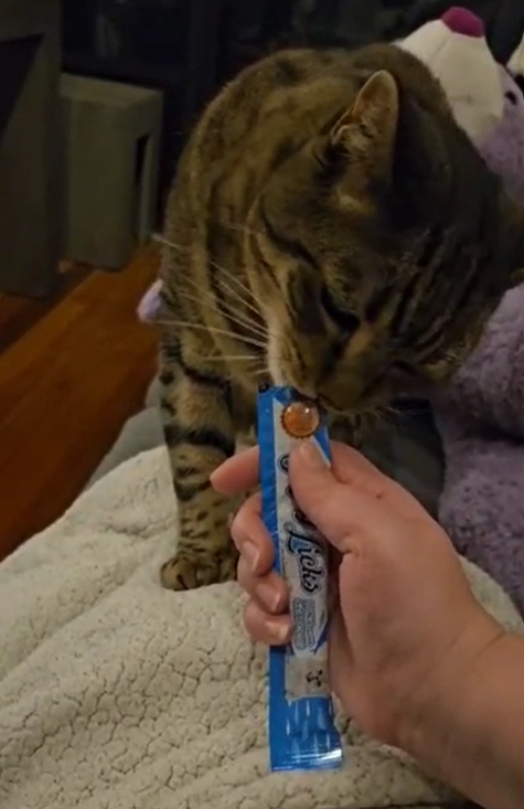 泰國Rena's Recipe Kitty Licks 吞拿魚海鮮 貓肉醬零食15gx4大支