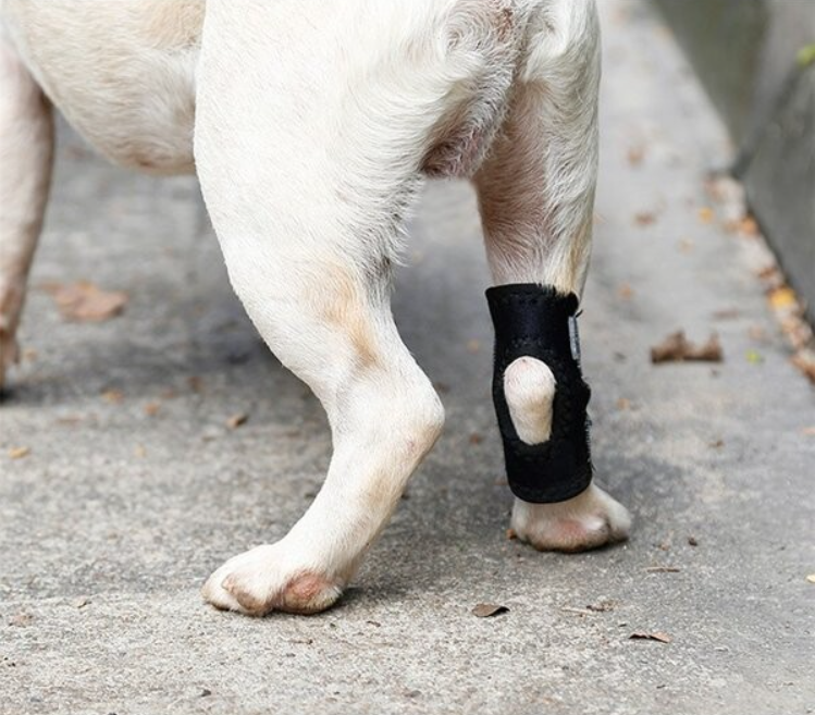 中小型犬足踝關節短護具一件：預防受傷、骨折扭傷術後復健專用 各種碼數選擇