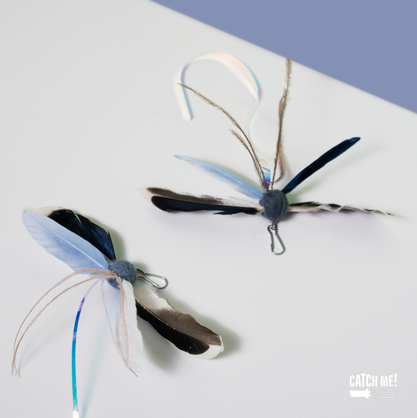 Catch Me!｜始祖鳥