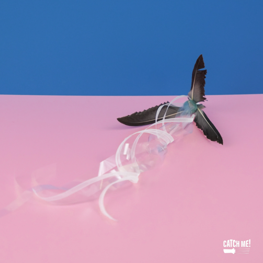 Catch Me!｜壽帶鳥