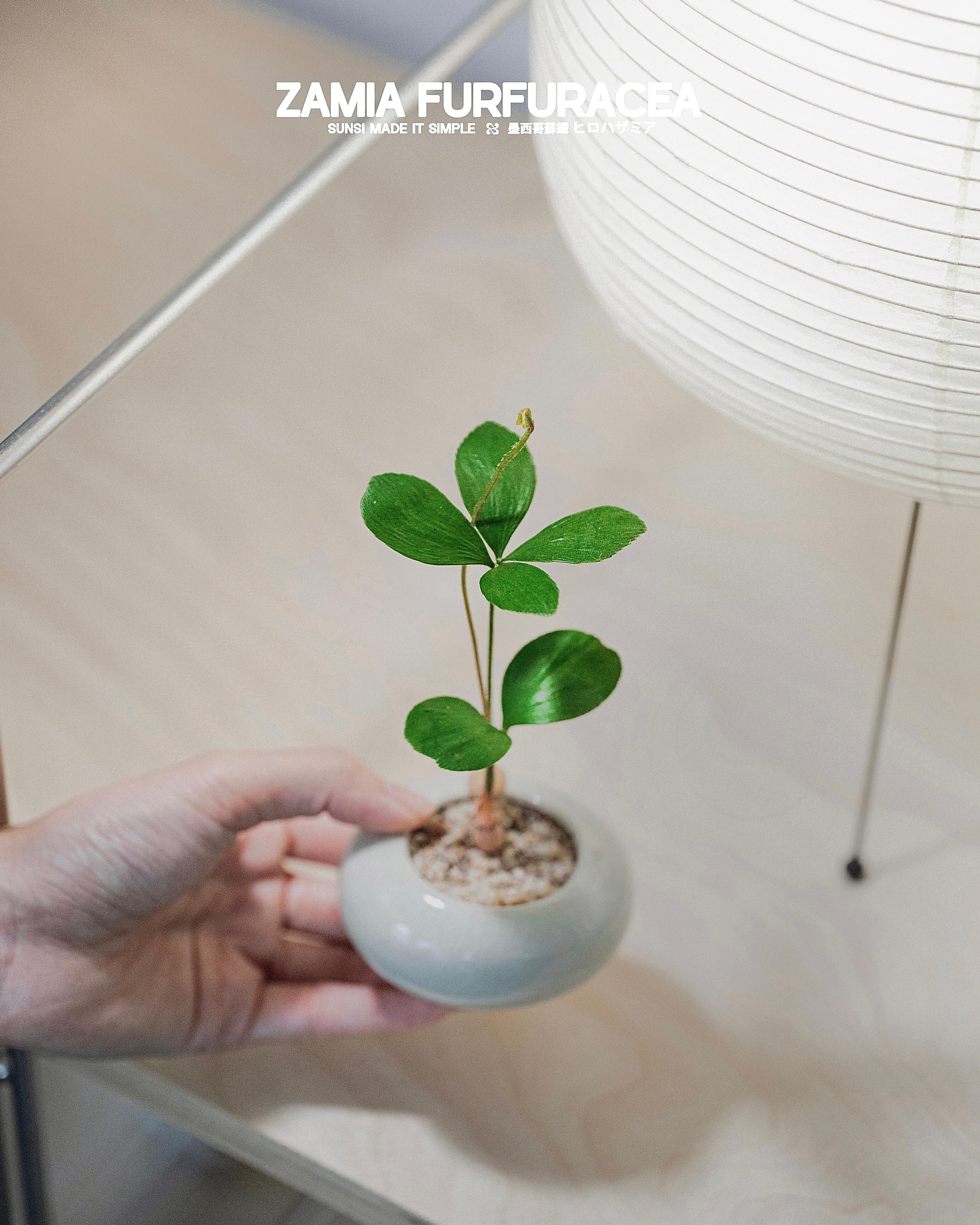 迷你墨西哥鐵樹 — 像蝴蝶般飄逸自在