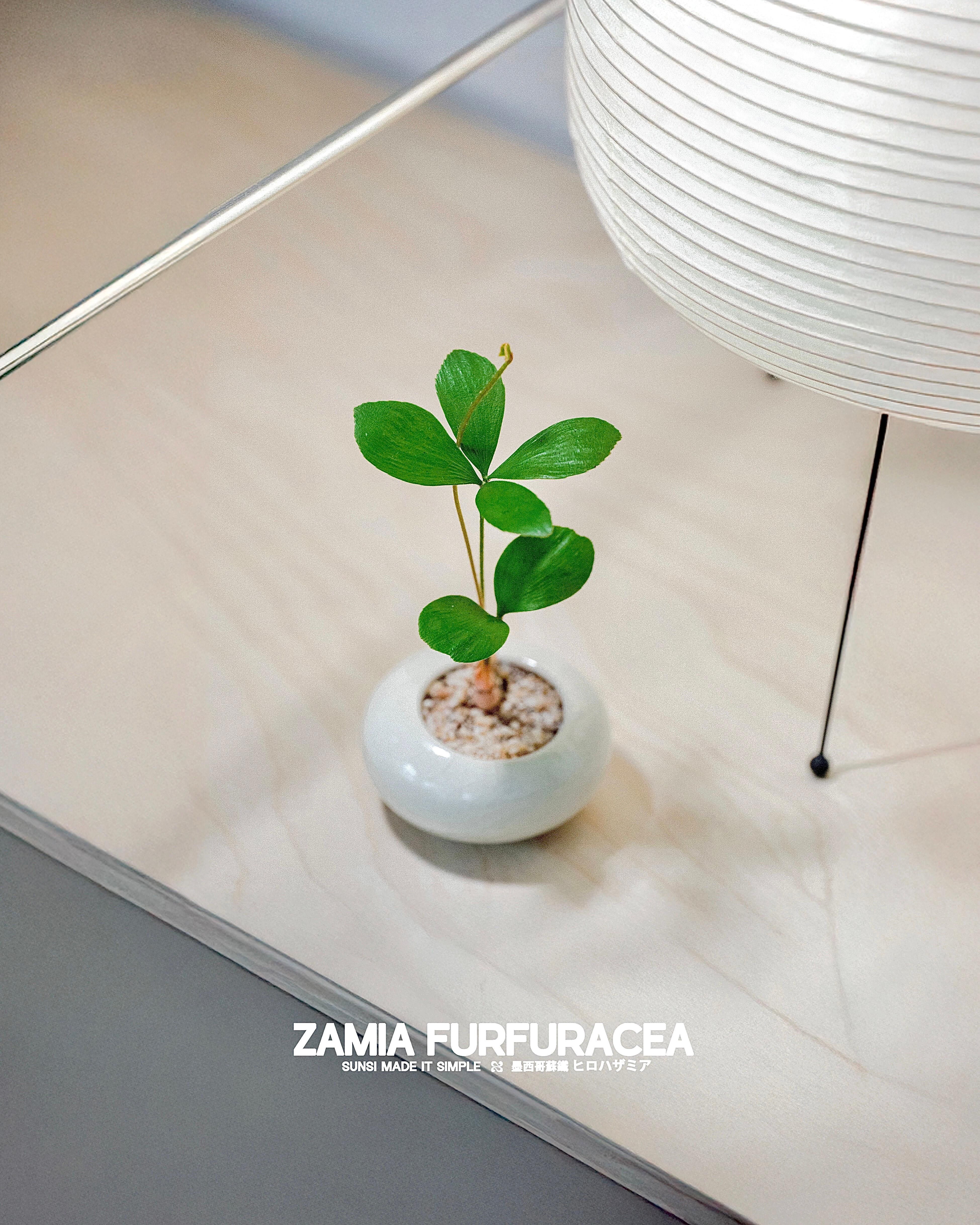 迷你墨西哥鐵樹 — 像蝴蝶般飄逸自在