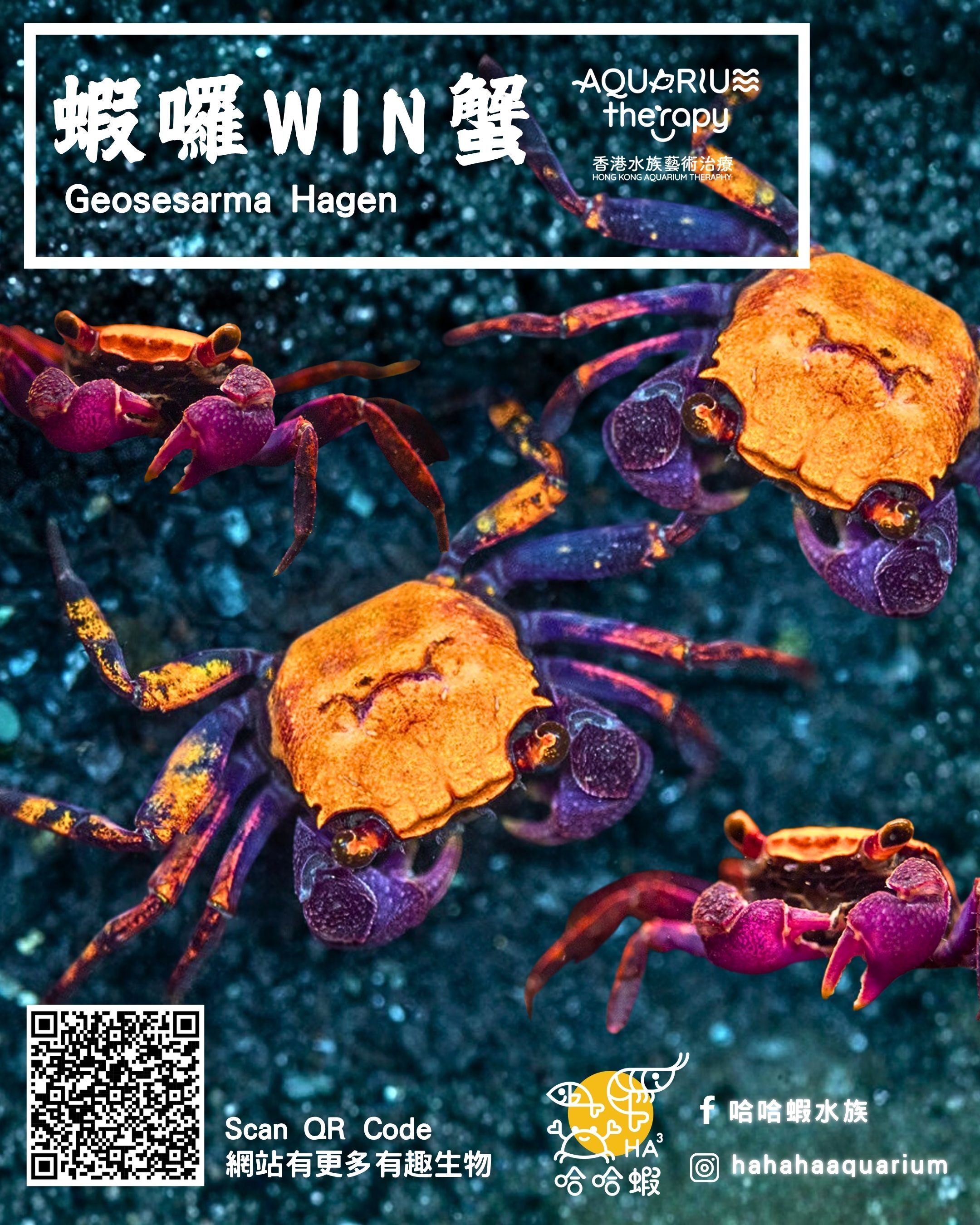 蝦囉WIN惡魔蟹｜Geosesarma Hagen “Helloween” （4-5cm）