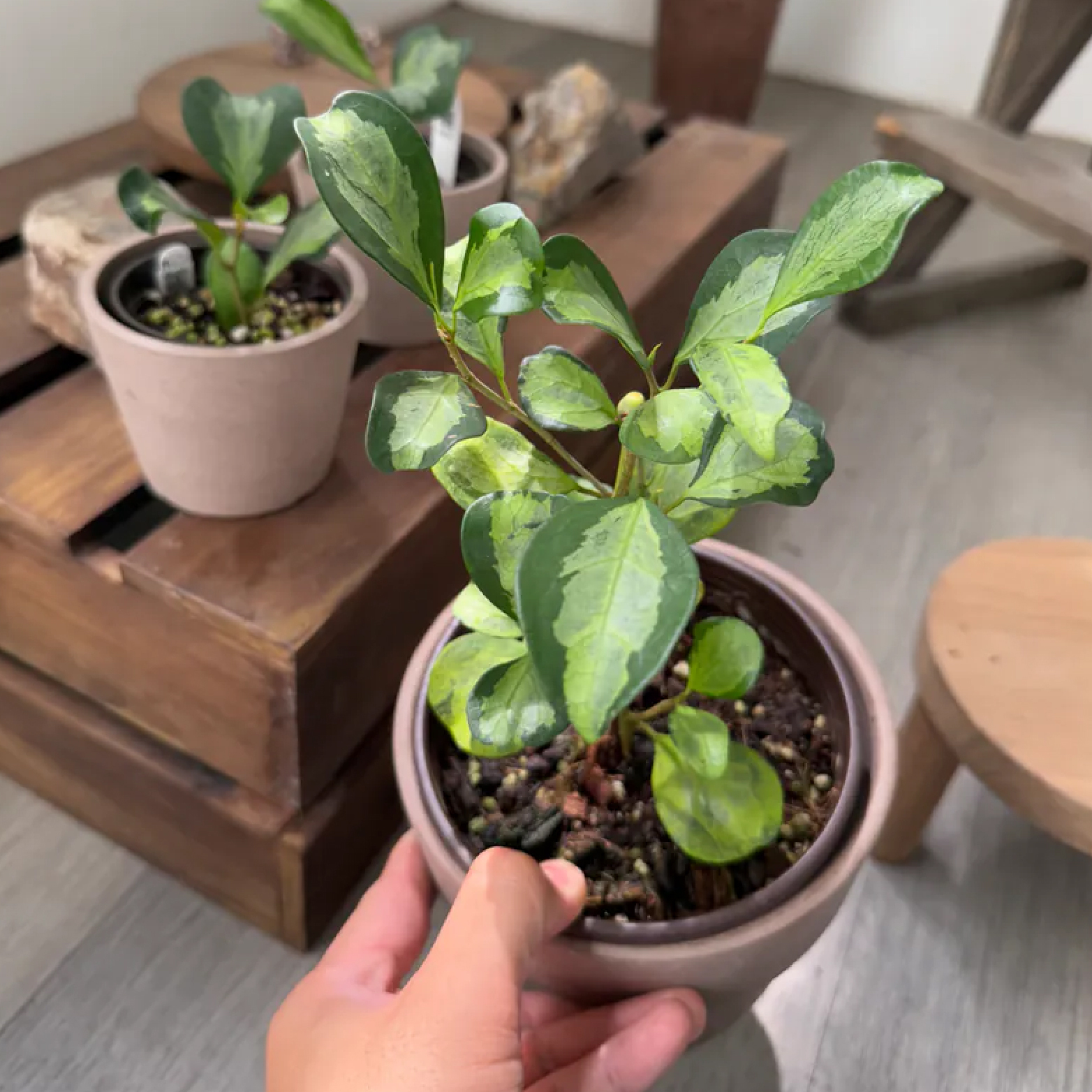 【ONF X 宅栽】Ficus deltoidea ‘Variegated’ 斑葉小盼菩提🪴