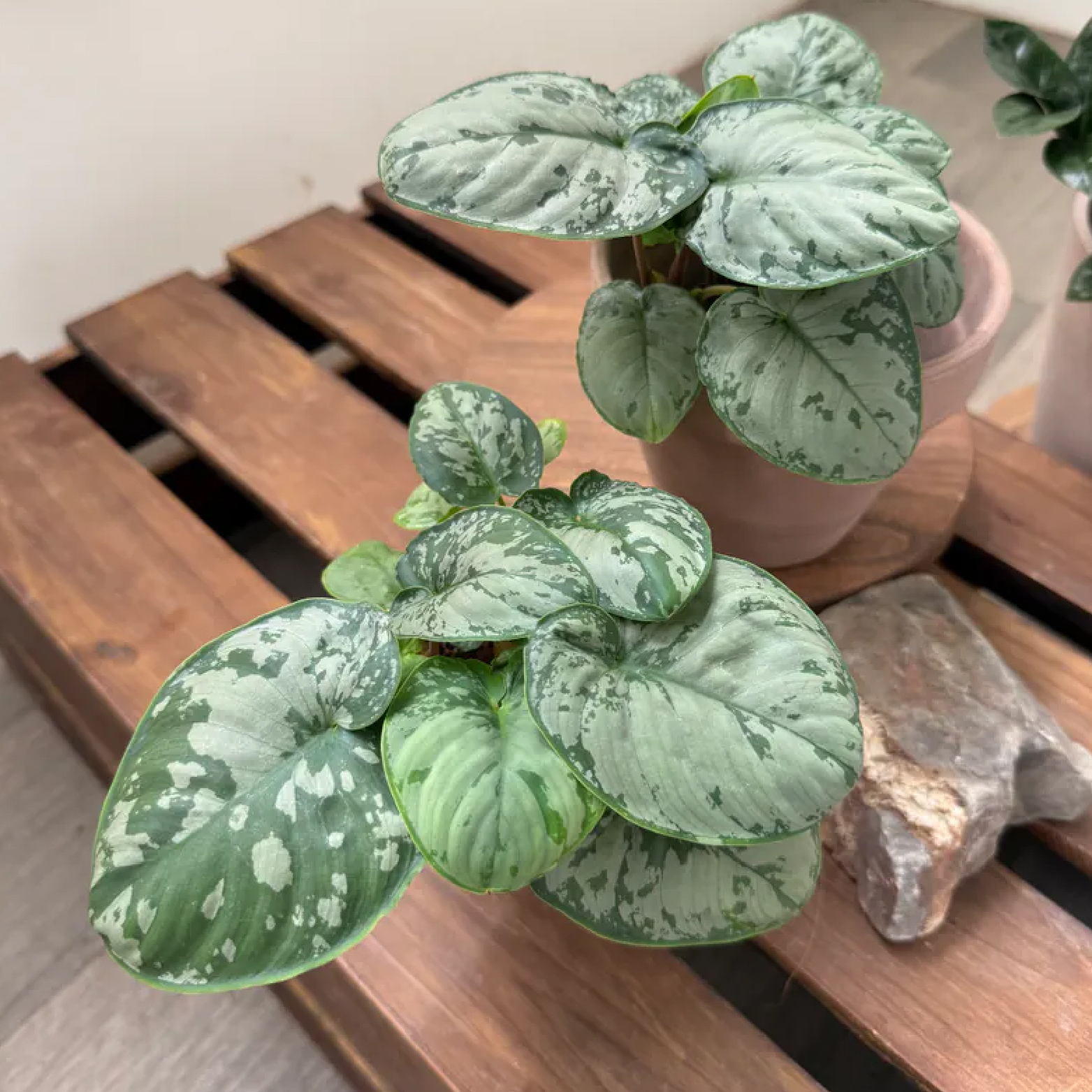 ONF X 宅栽】Homalomena sp. 'Frog' 青蛙春雪芋/青蛙芋🪴
