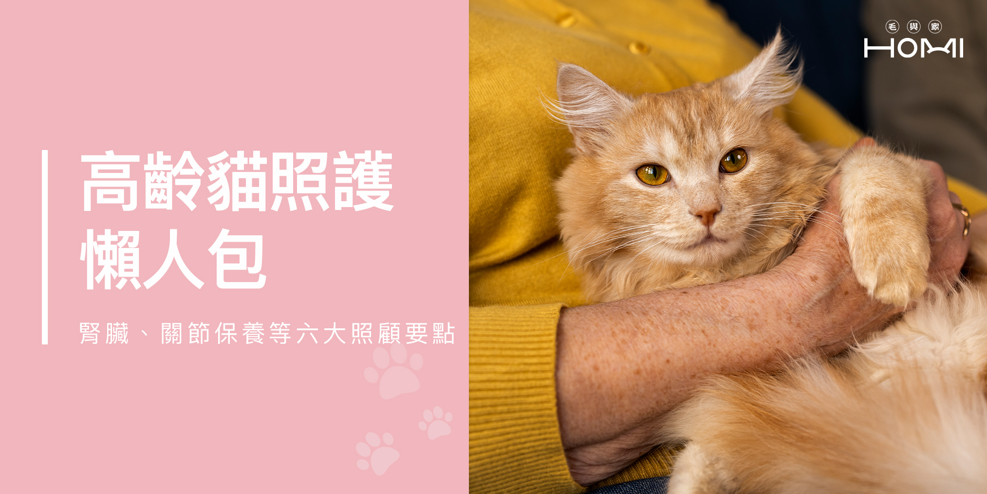 【高齡貓照護懶人包】腎臟、關節保養等六大照顧要點