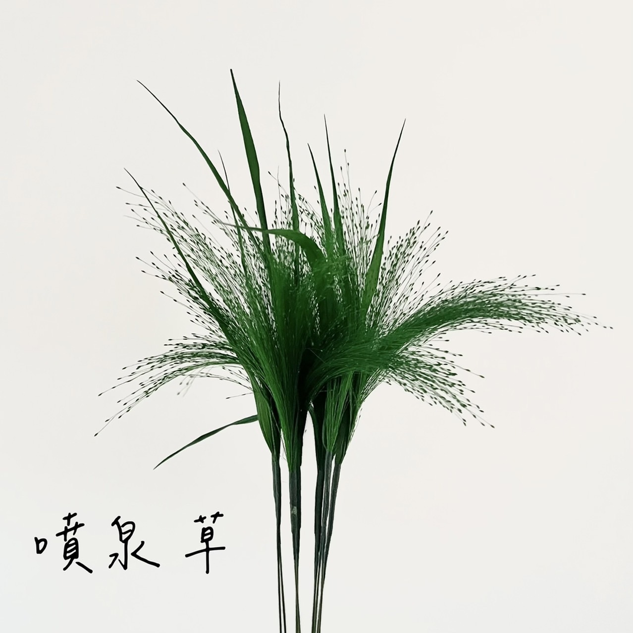 不凋噴泉草(鐵絲桿)