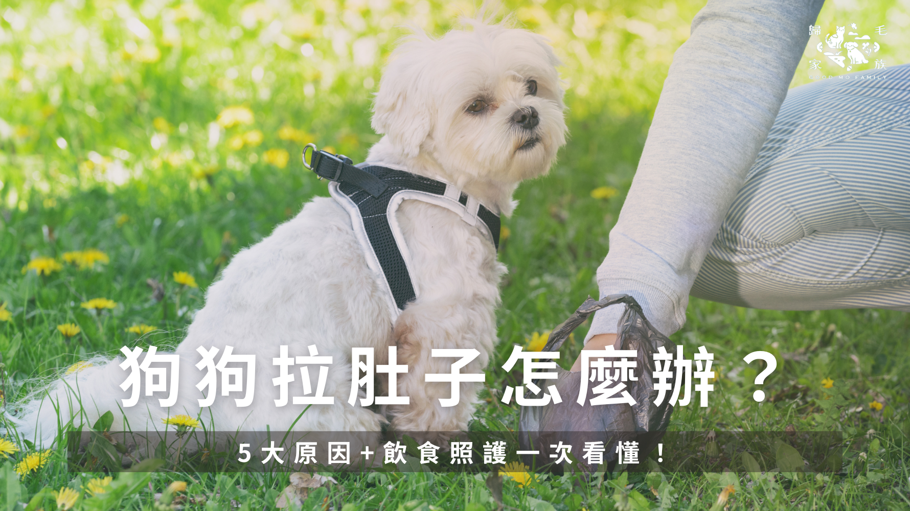 本篇完整整理狗狗拉肚子最常見的5大原因+飲食照護建議+飼主常見疑問,幫你快速判斷病因、減輕症狀,並預防未來復發。讓你不再手忙腳亂,守護毛孩的腸胃健康從今天開始!