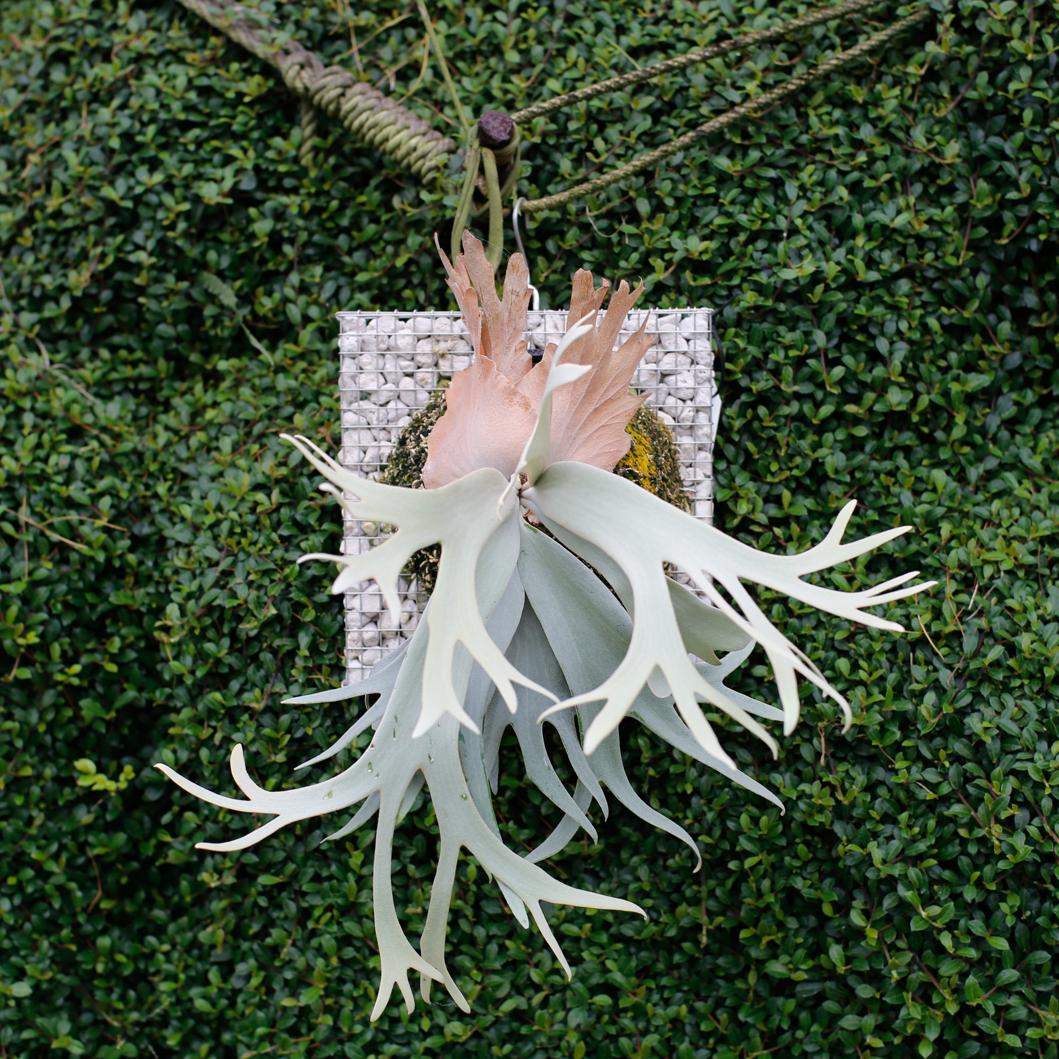 P.willinckii cv. Sri peuak