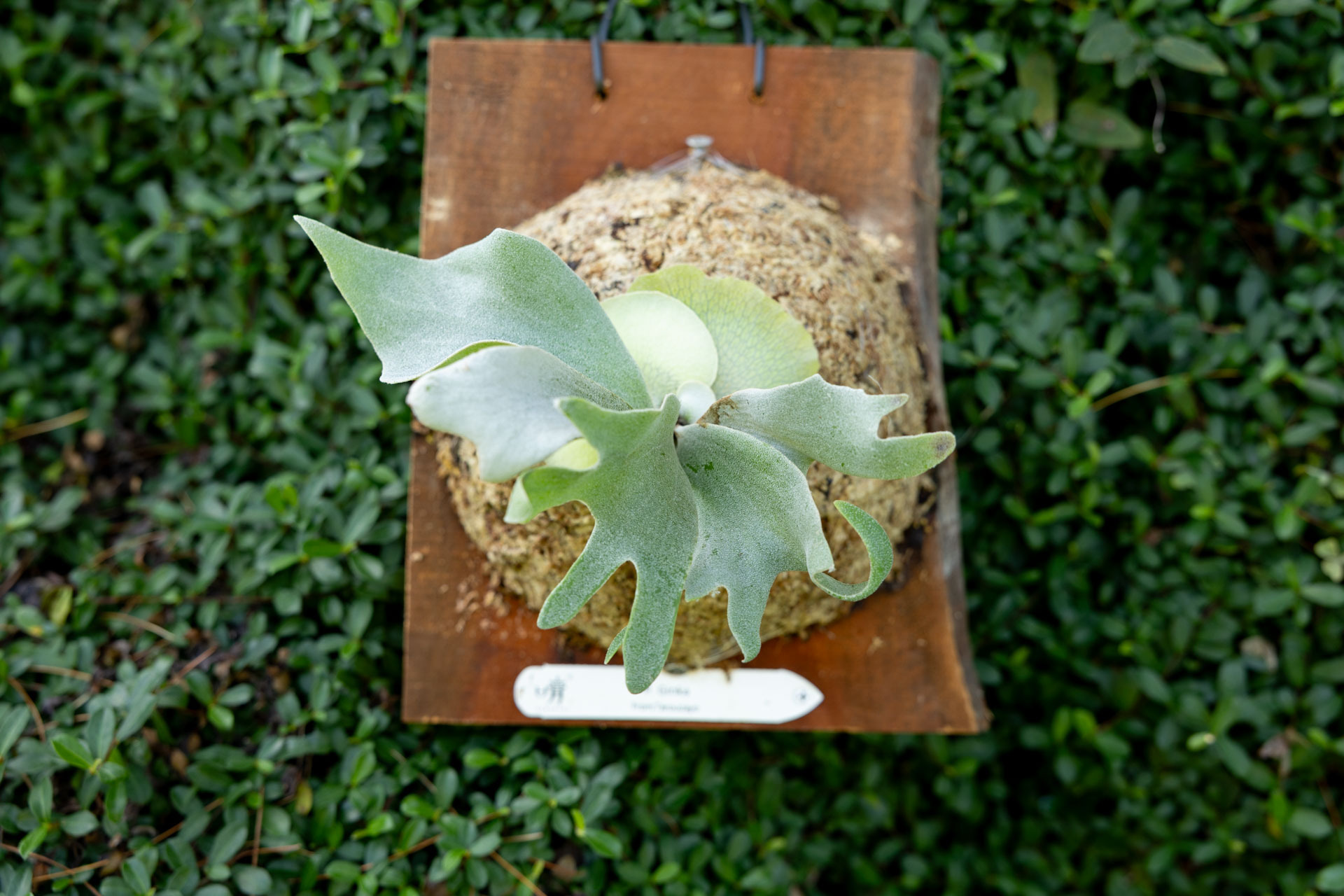 P.Ginka