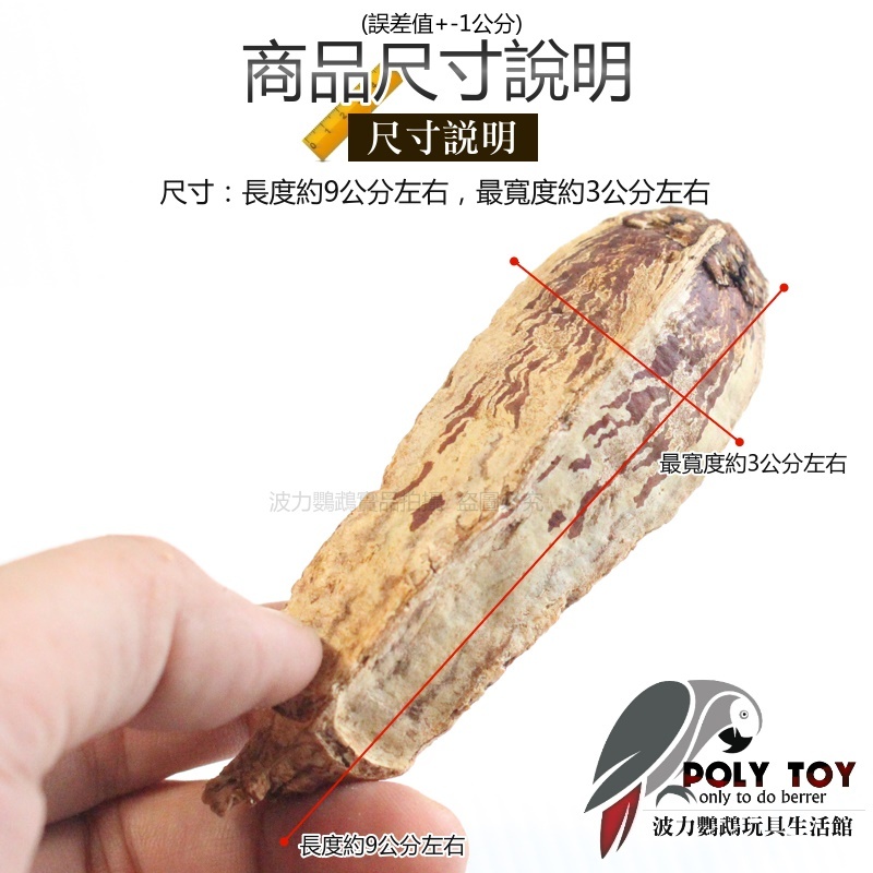 桃花心木果實 已乾燥滅菌 天然玩具 鸚鵡玩具 鸚鵡腳下玩具 波力鸚鵡玩具生活館