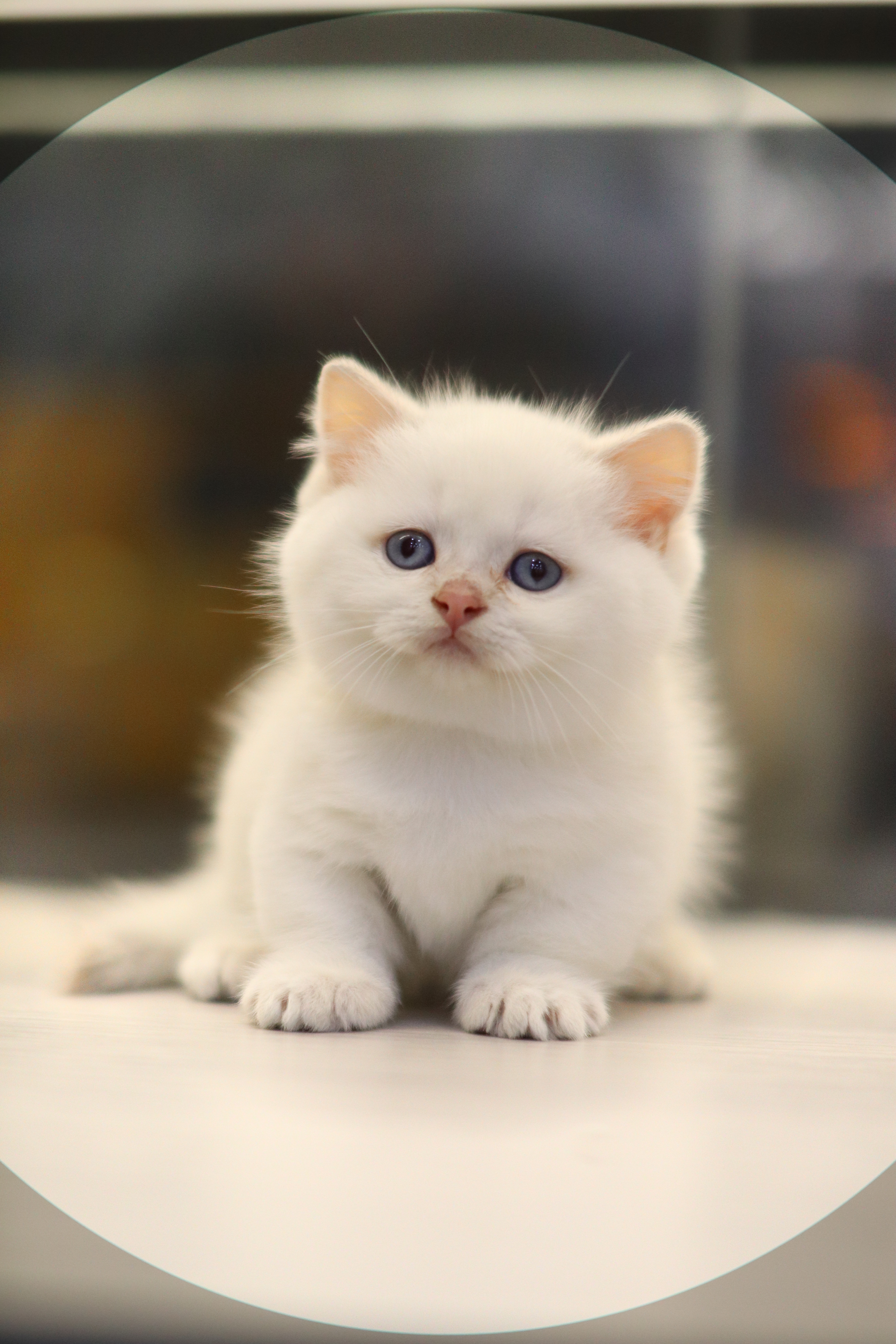 曼基 | 金點 ｜ 弟弟 ｜ 凱凱