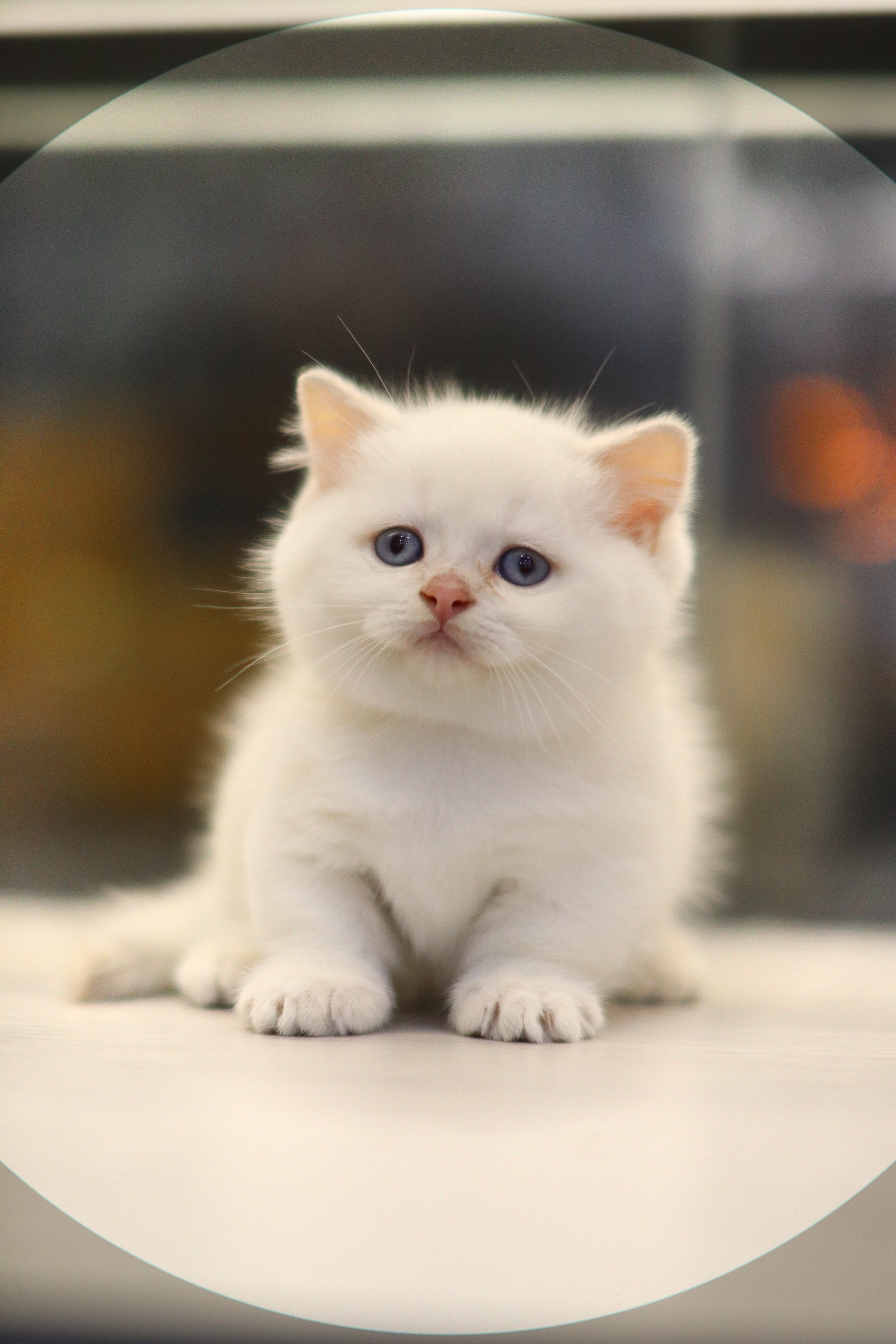 曼基 | 金點 ｜ 弟弟 ｜ 凱凱