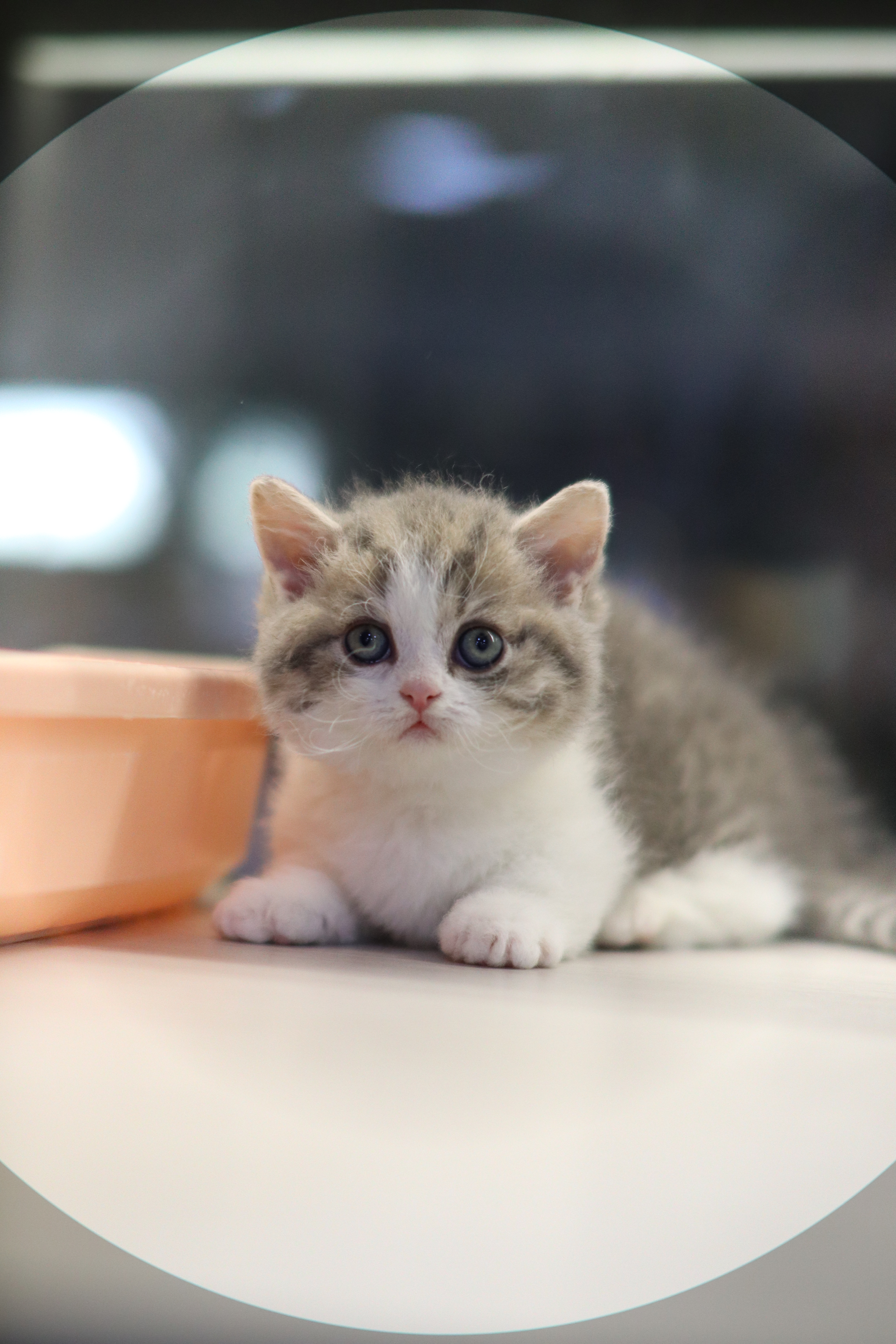 曼基 ｜ 藍金加白 ｜ 弟弟 ｜  捲捲