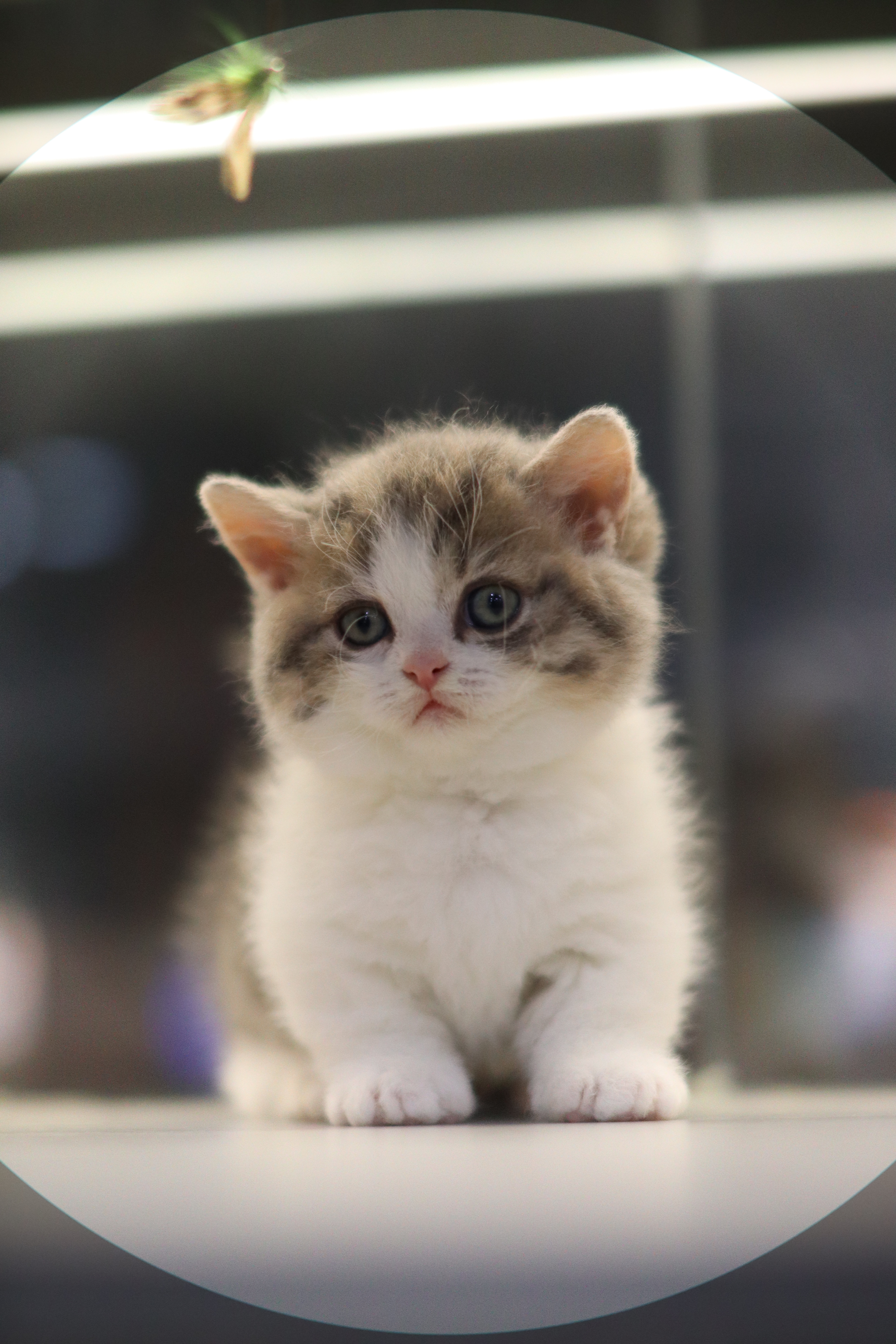 曼基 ｜ 藍金加白 ｜ 弟弟 ｜  捲捲