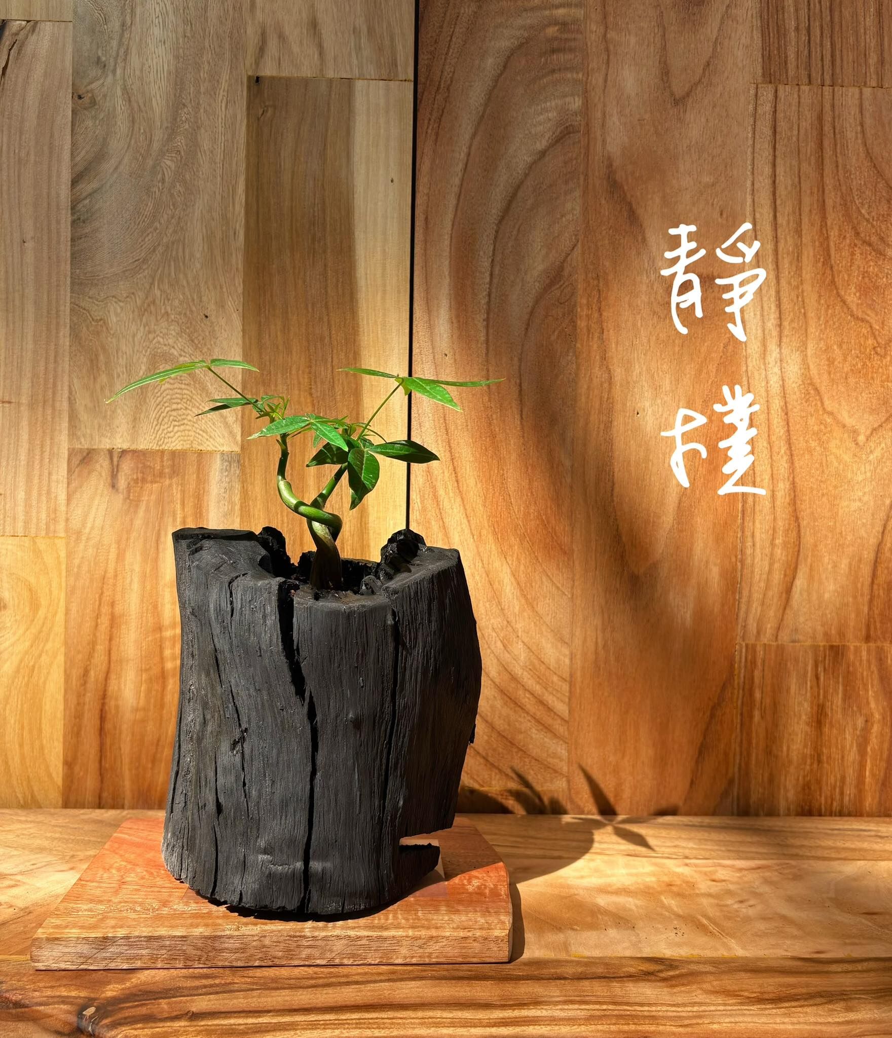 【1014專屬訂單 FB -妙麗 】REWOOD 龍眼炭盆栽 – 靜樸