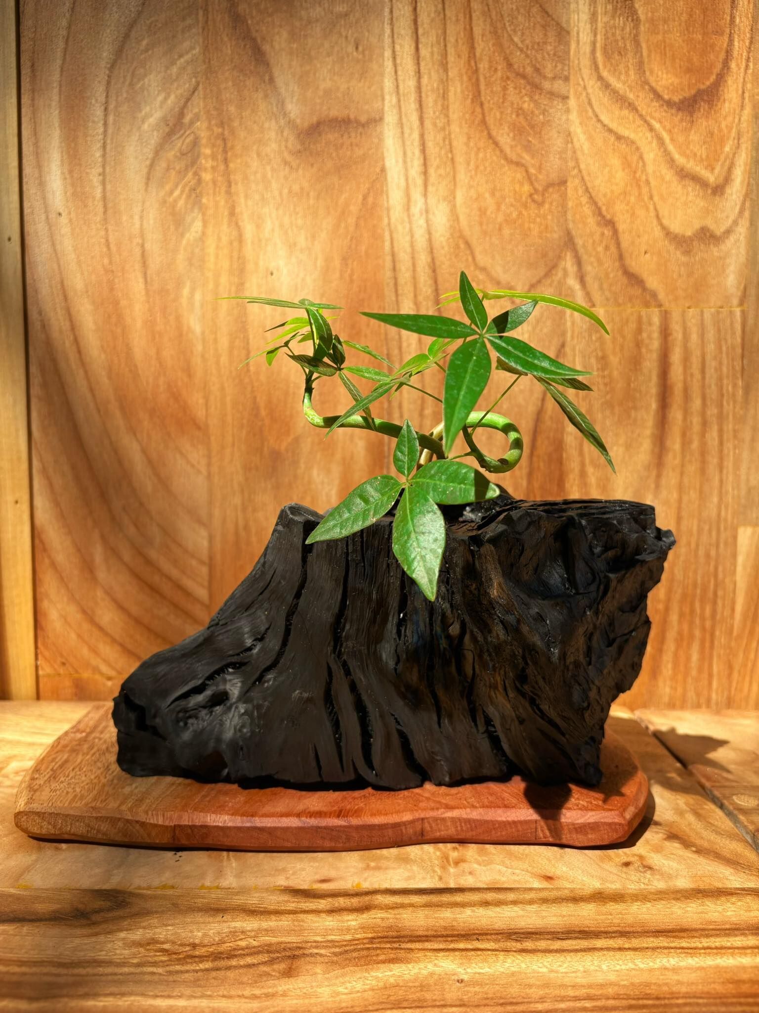 【1014專屬訂單 FB -Chih-cheng Chen 】REWOOD 龍眼炭盆栽 – 山行