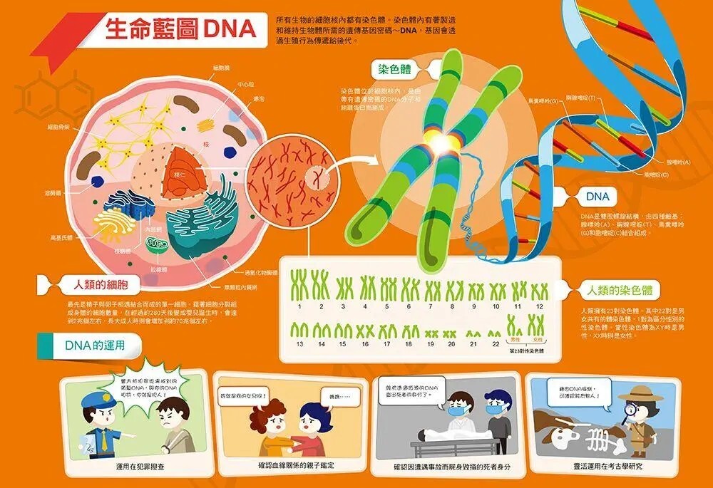 漫畫大英百科【人體醫學1】：遺傳與血型