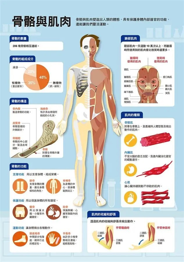 漫畫大英百科【人體醫學3】：人體