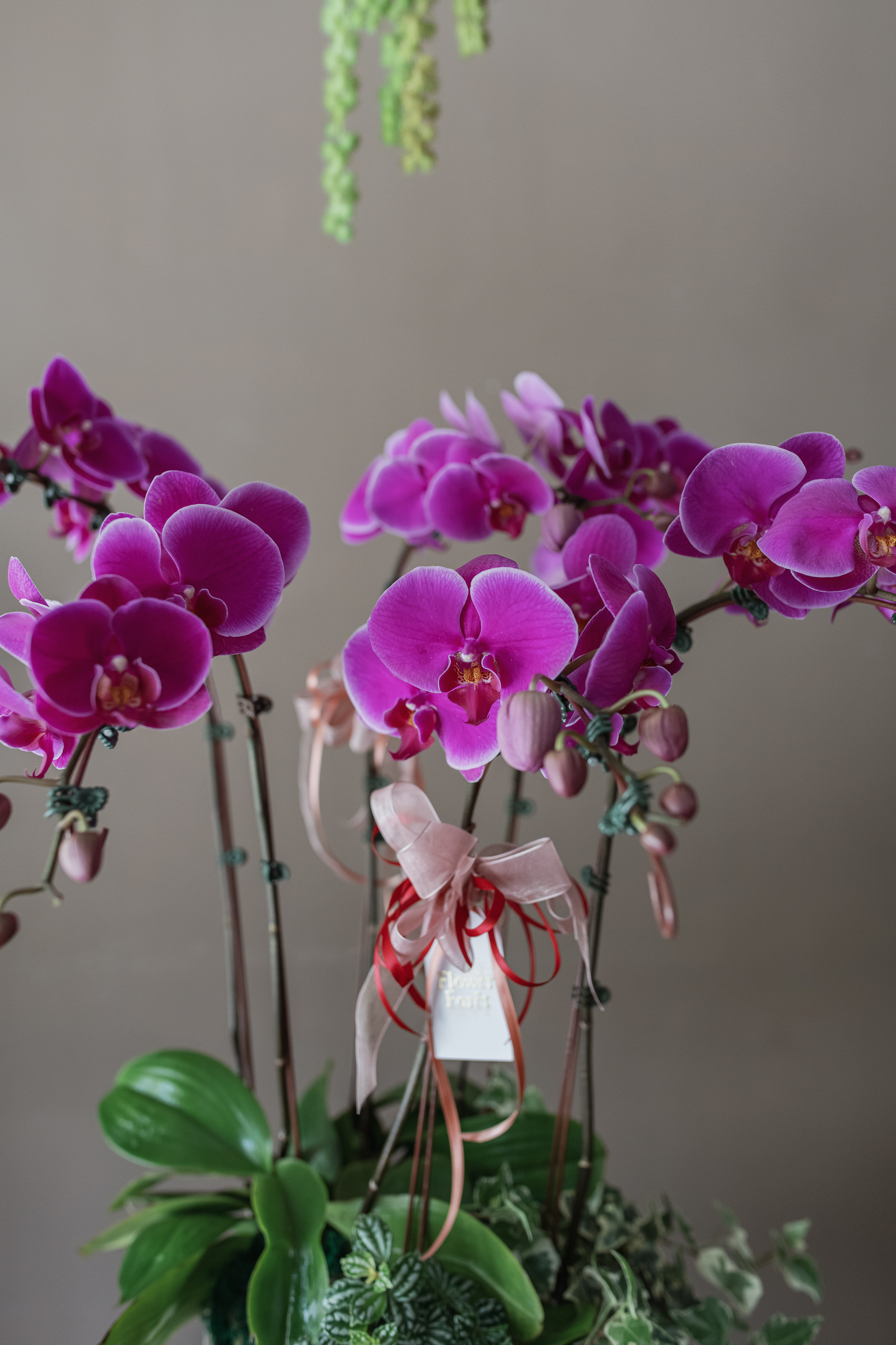 經典蘭花D款 | 桌花