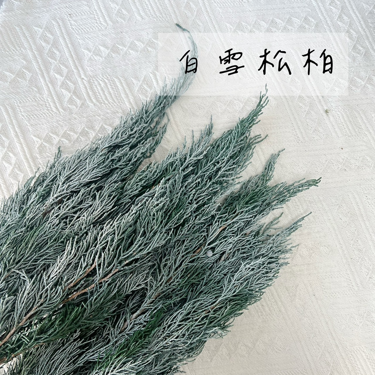 不凋白雪松柏