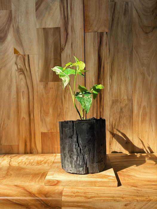 【1014專屬訂單 FB -Kuan Dio 】REWOOD 龍眼炭盆栽 –安圓