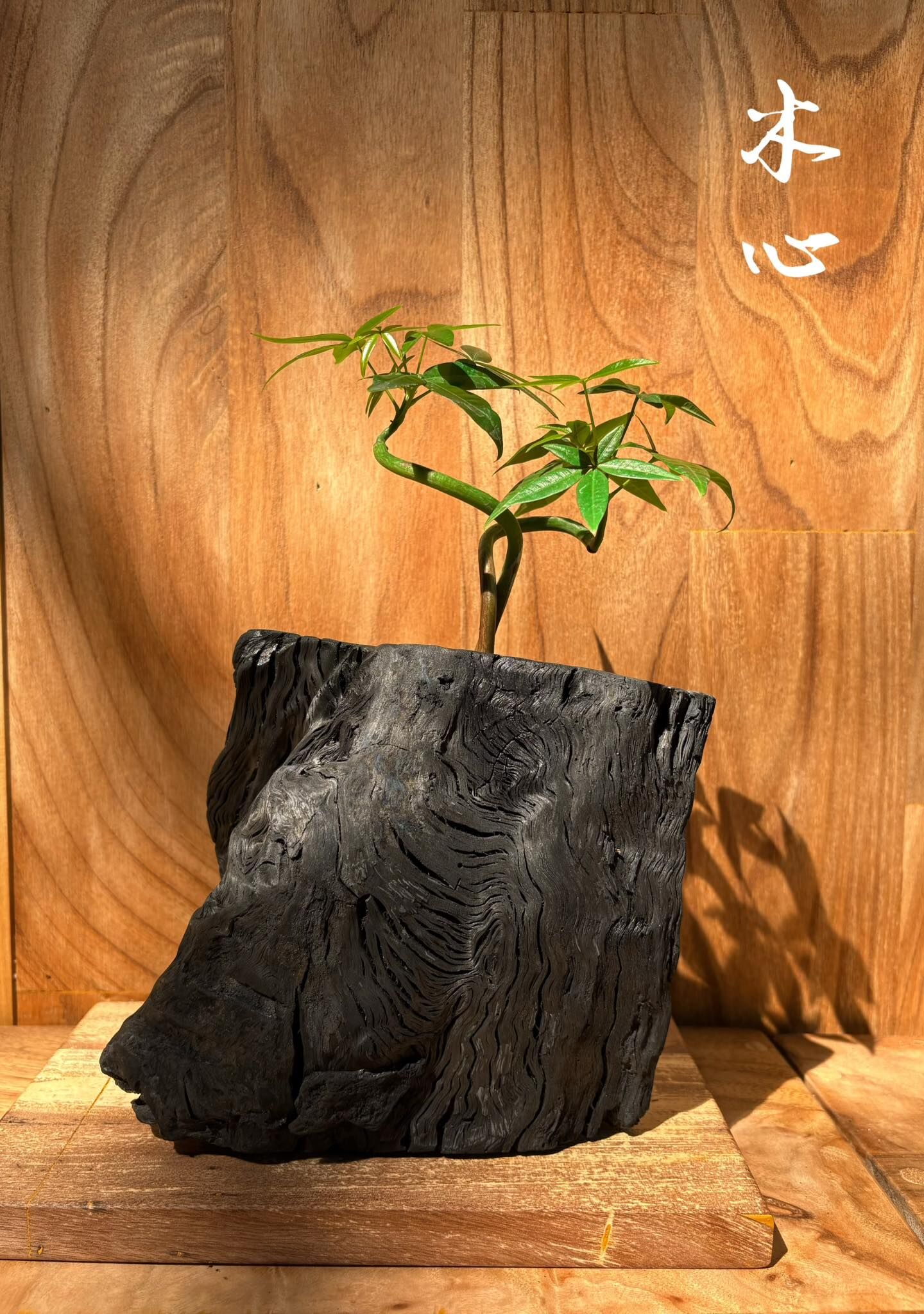 【1014專屬訂單 FB -Freda Lin 】REWOOD 龍眼炭盆栽 –木心