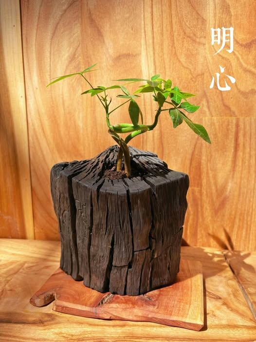 【1014專屬訂單 FB -Fiona Huang 】REWOOD 龍眼炭盆栽 –明心