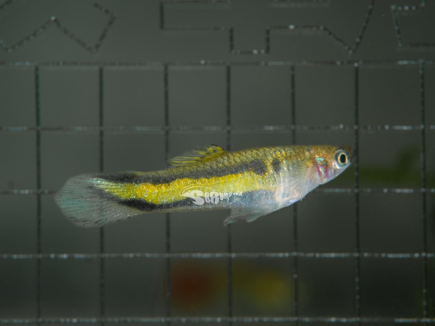 二線花將 對魚（1公1母）