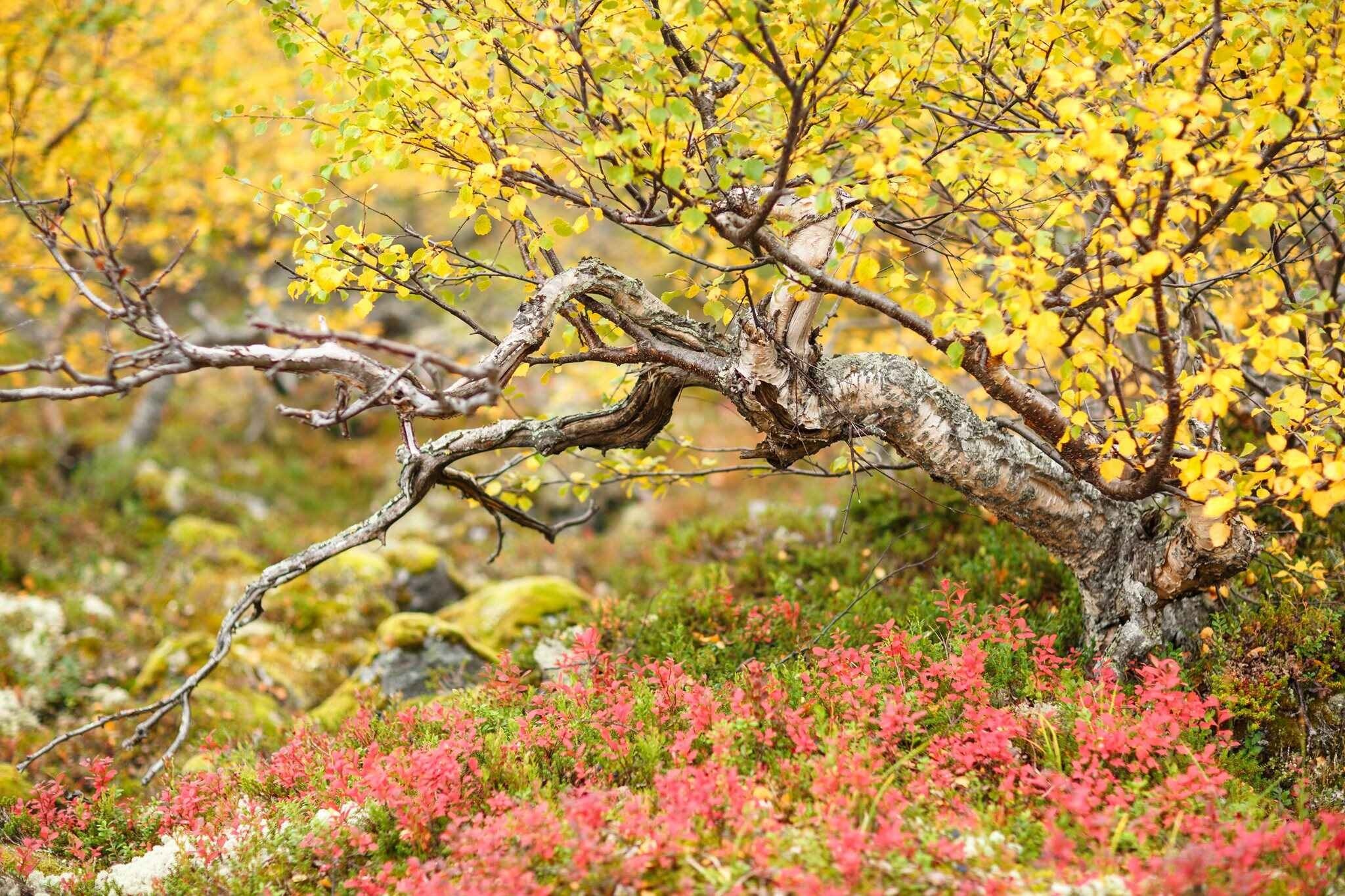 Zeitgeist Artisan Collection IEM