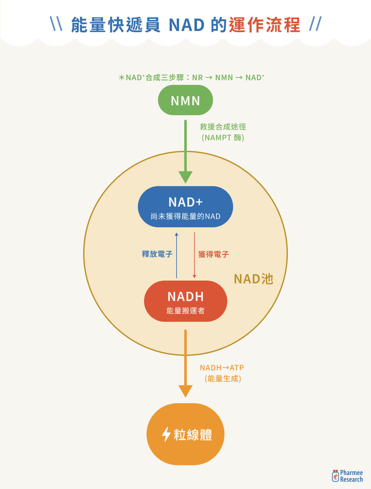 NADH 是什麼？一次搞懂 NAD、NADH、NAD+、NMN