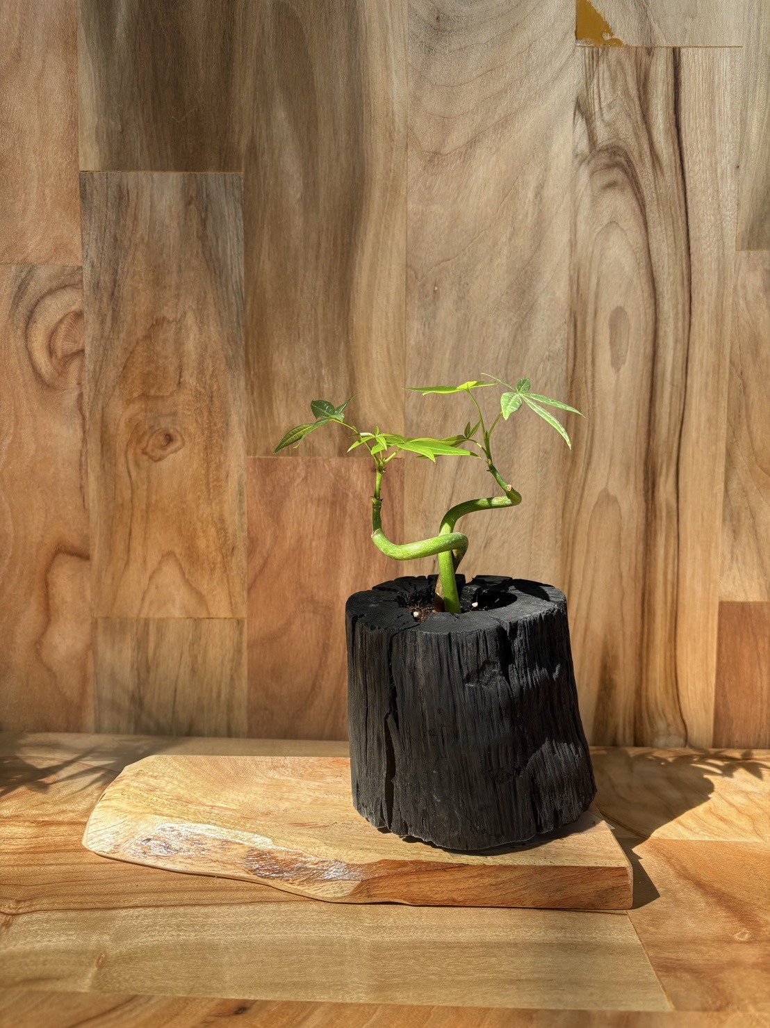 【1016專屬訂單 -LINE Alice】REWOOD 龍眼炭盆栽