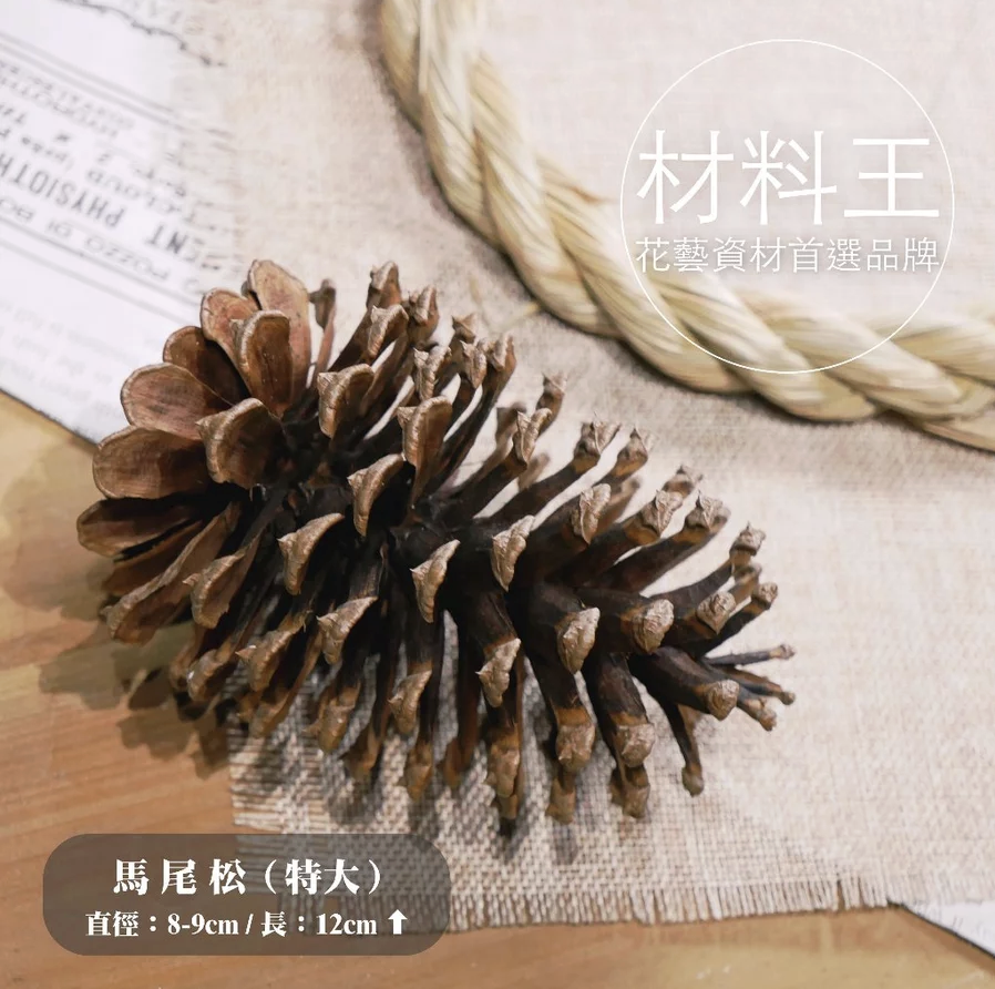 【台灣現貨速發】巨型松果｜11-20公分｜毬果 馬尾松 落羽松 聖誕樹裝飾 花圈裝飾乾燥花 乾燥素材