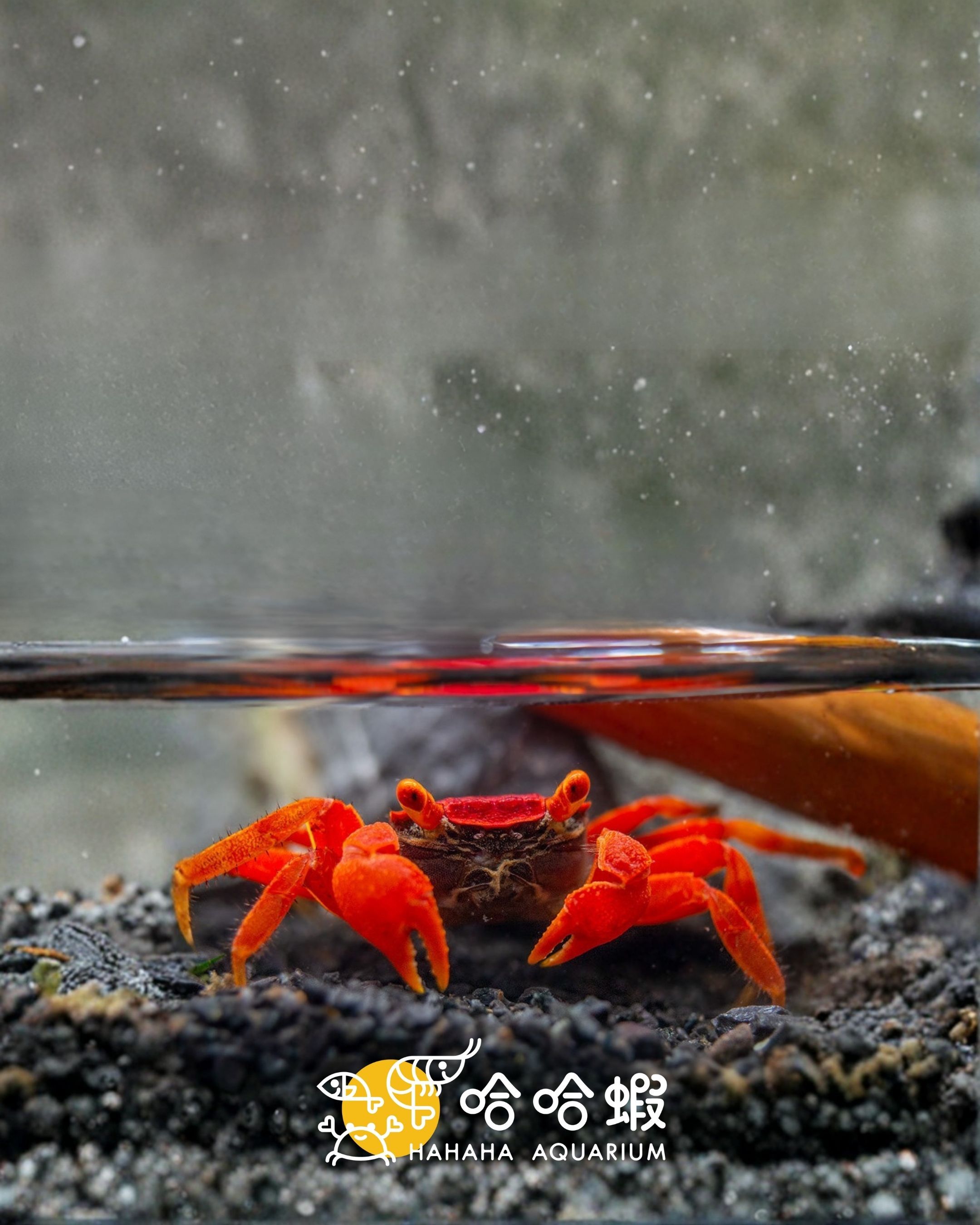 紅蕃茄蟹｜Geosesarma sp. “Ruby/Tomato” （4-5cm）