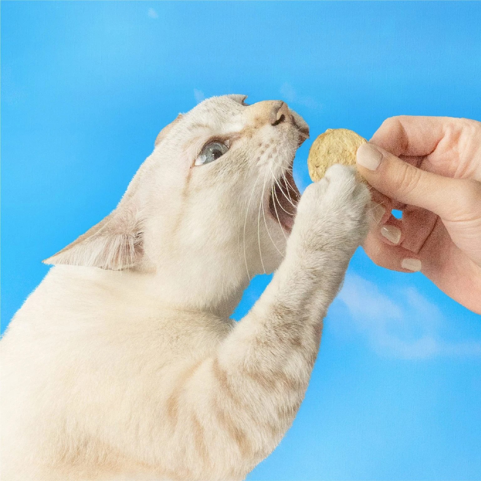 怪獸｜貓用 凍乾主食 開胃山海鮮肉餅 150G/400G 寵物零食 貓咪零食