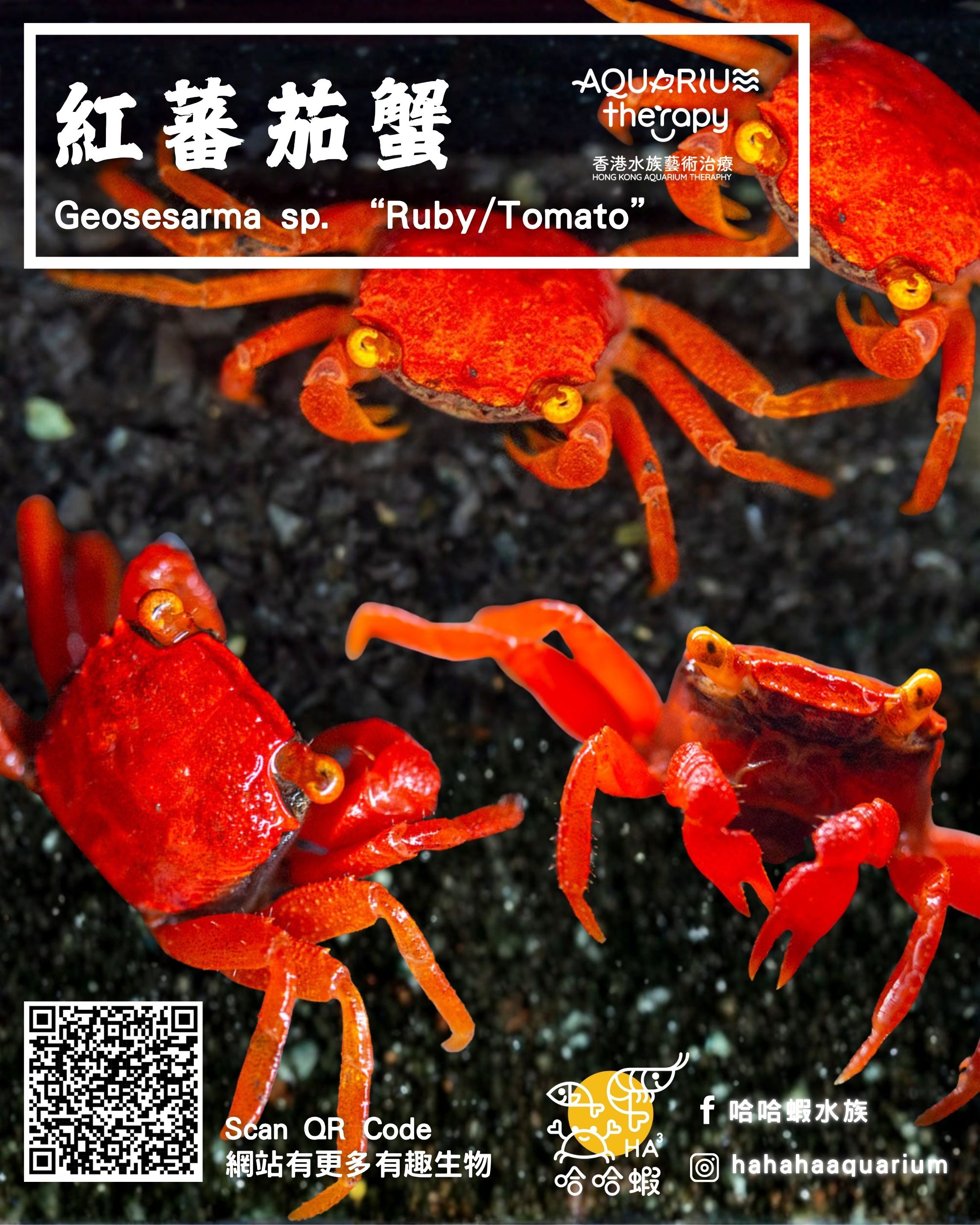 紅蕃茄蟹｜Geosesarma sp. “Ruby/Tomato” （4-5cm）
