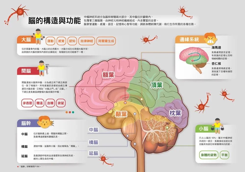 漫畫大英百科【人體醫學7】：學習與大腦