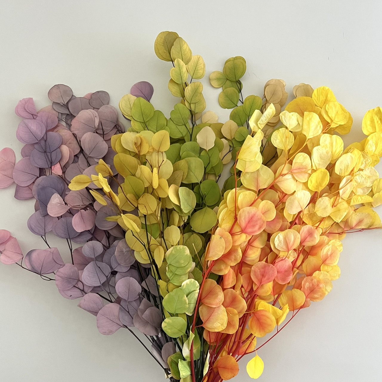 不凋大圓尤加利葉-特殊色