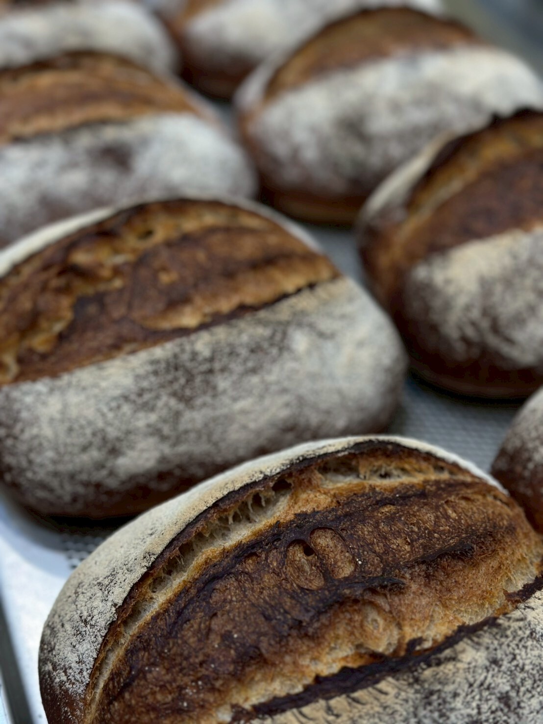 邦穀烘焙製造所 石育邦：量產的技巧，穩定生產的心法 -- 酸種實戰篇 (好評加開)